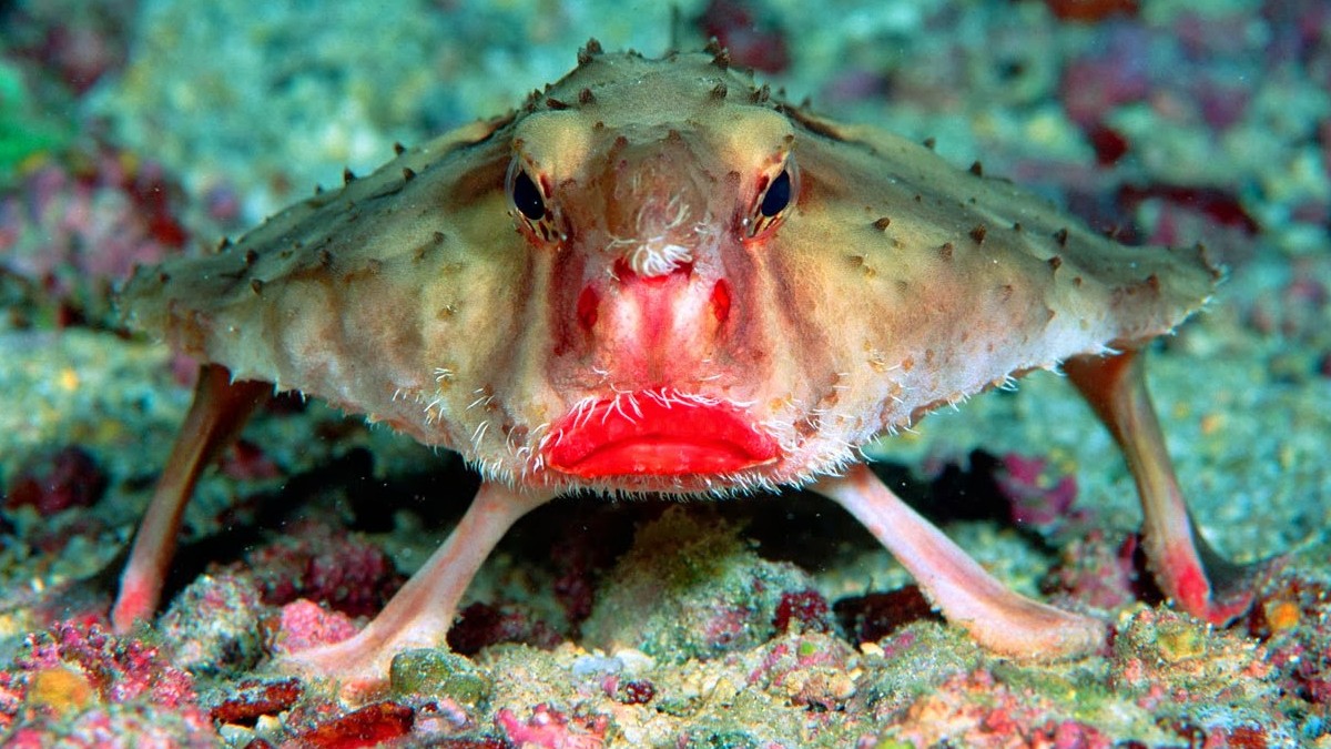 Czerwono-wargowy Rybo-nietoperz  Redliped Batfish