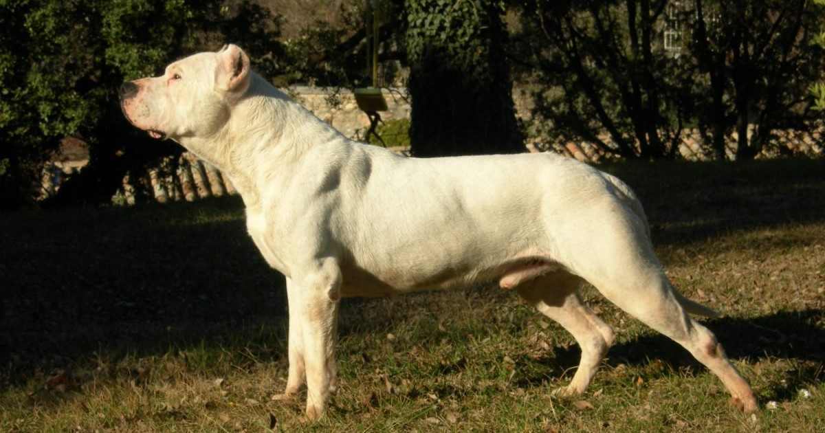 Dog argentyński (dogo argentino)