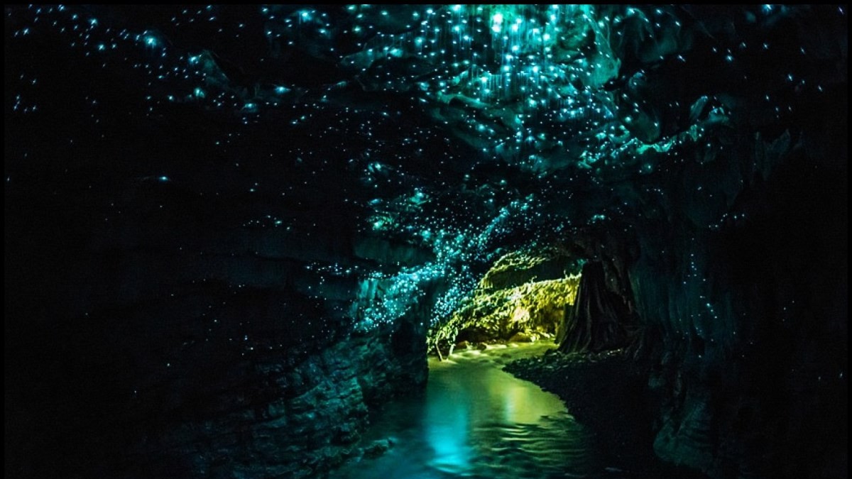 Glowwarm Caves, Nowa Zelandia