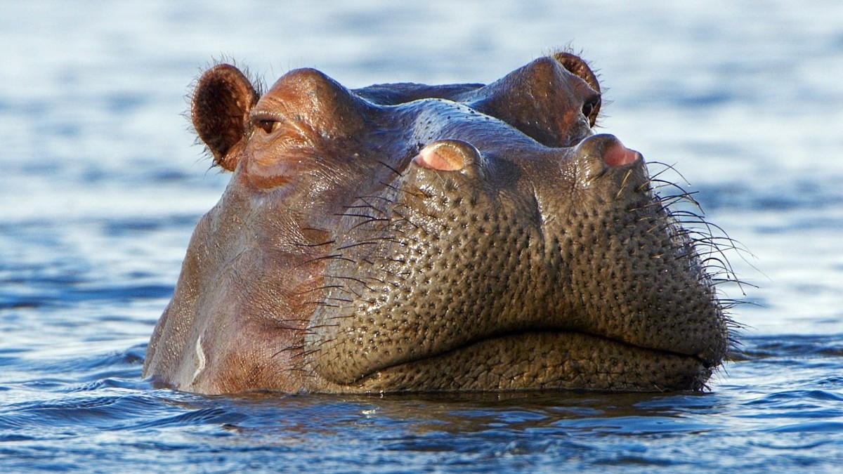 Hipopotamy