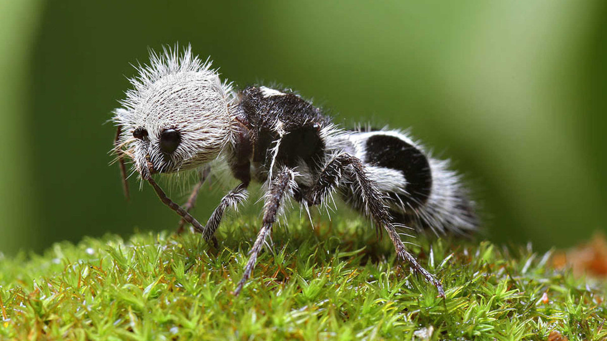 Mrówka Panda - Panda Ant