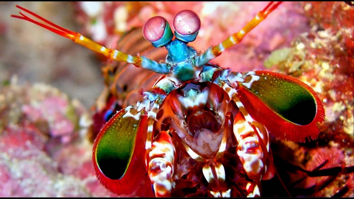 Rawka Błazen - Mantis Shrimp