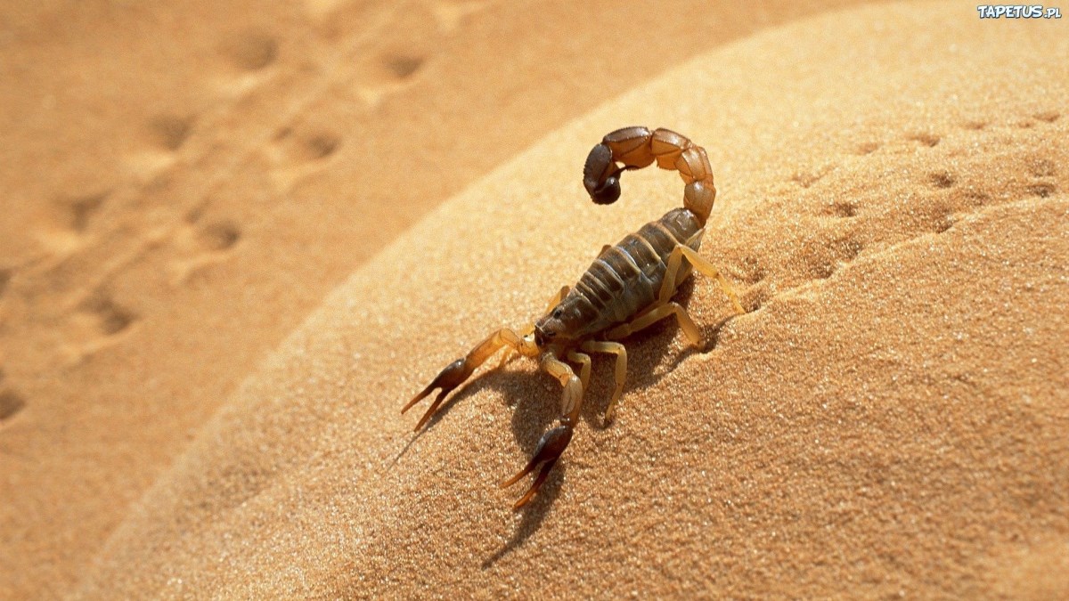 Skorpiony
