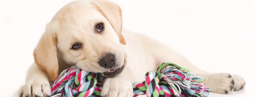 Yellow labrador retriever puppy biting in a coulored dog toy isolated on white