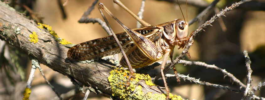 Grasshopper on trunk of juniper in sunny day