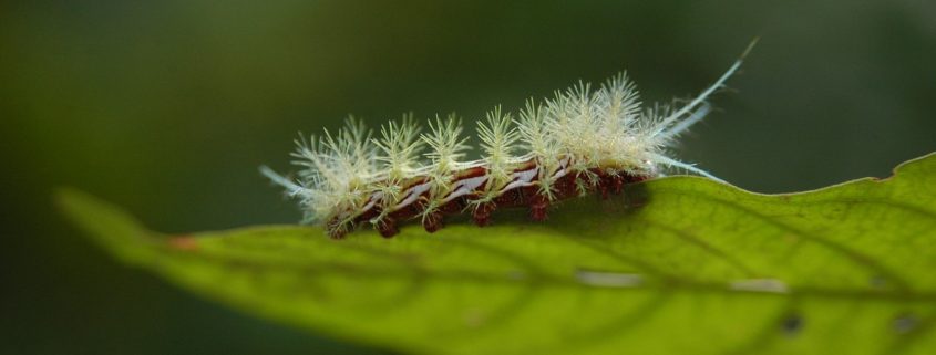caterpillar-1364248_1280