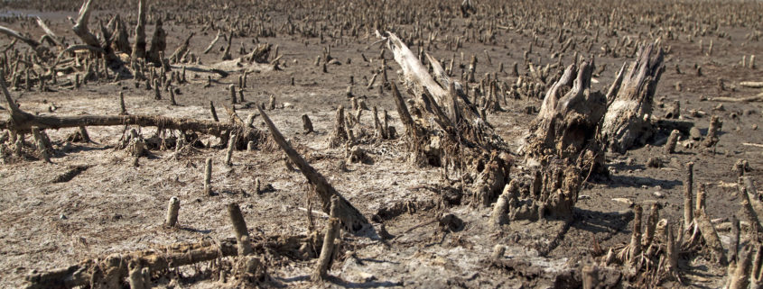 Global pollution - barren landscape with died plants