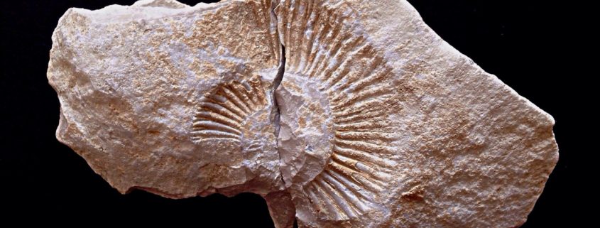 ammonite-969190_1920