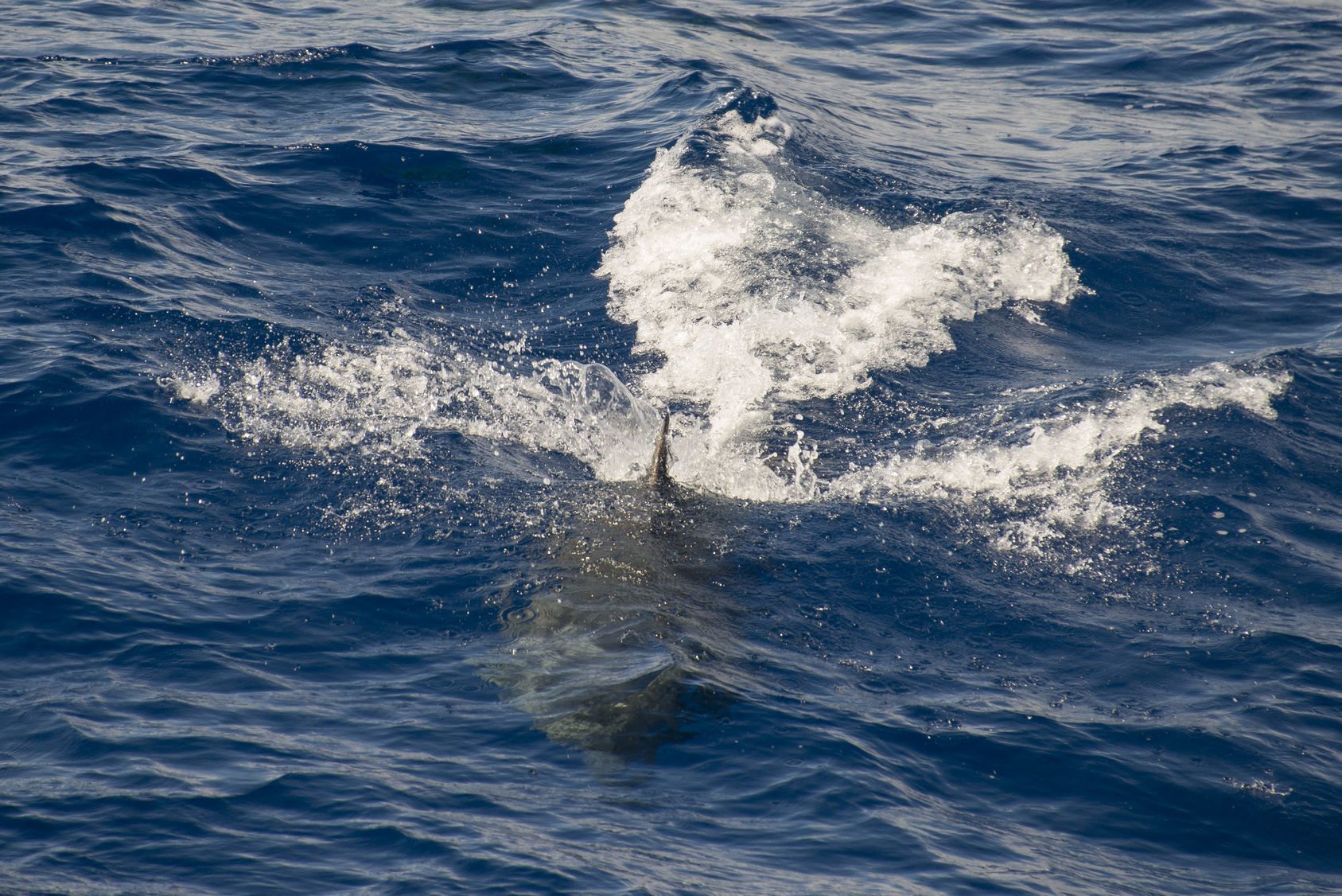 Grand dauphin, tursiops aduncus, Tristan da Cunha, Océan Atlantique Sud, Territoire britannique