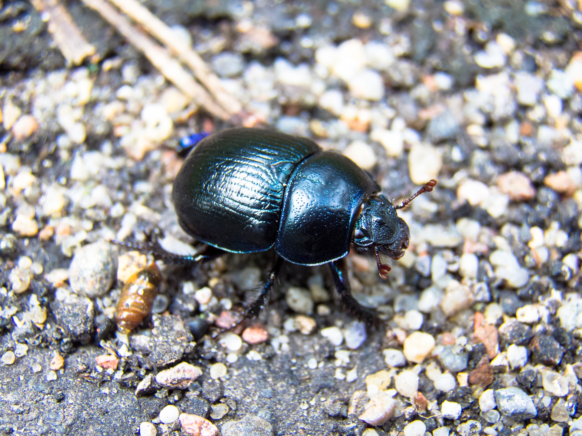 beetle-1646695_1920