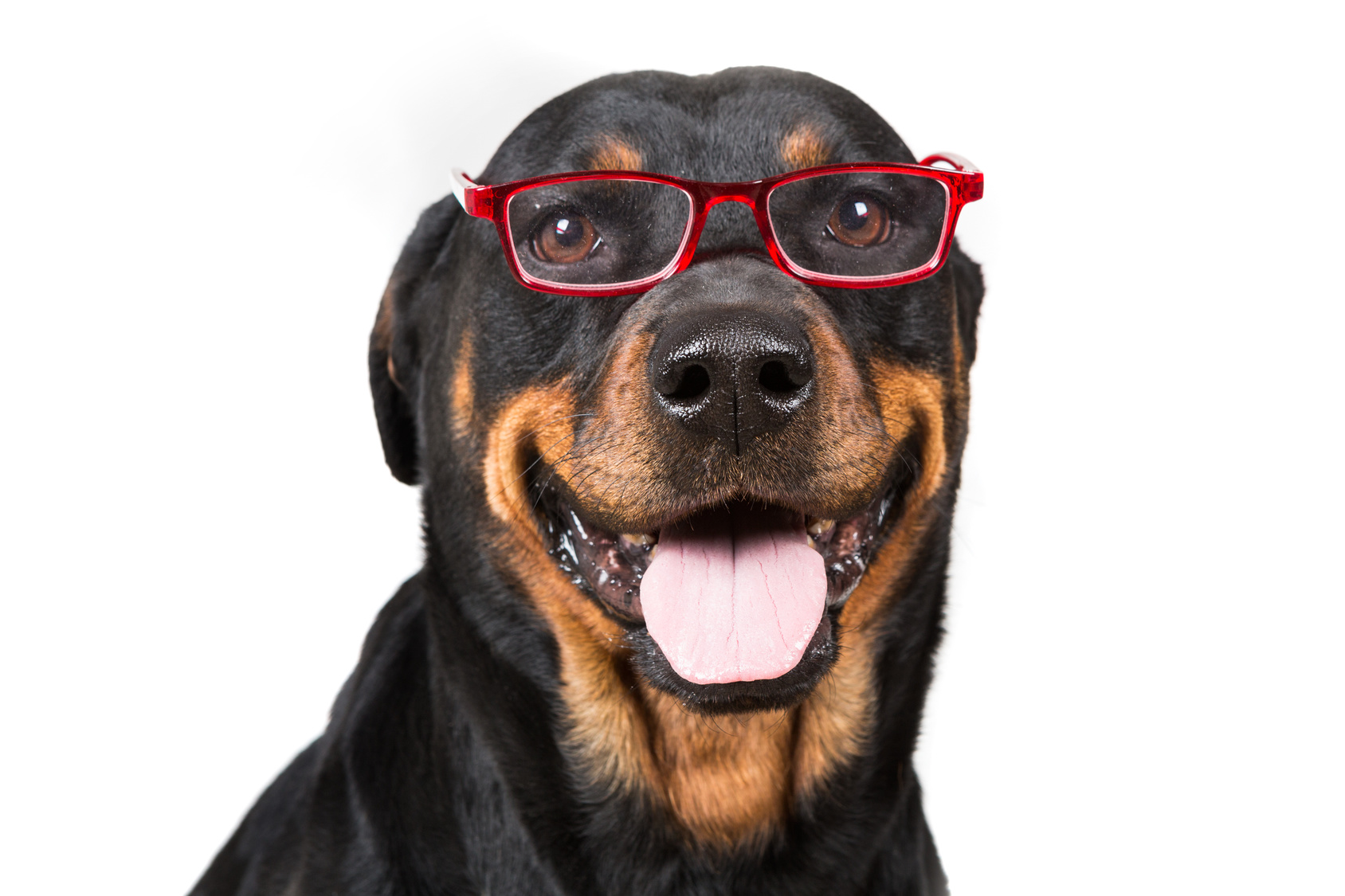 Happy dog looking through glasses isolated on white background