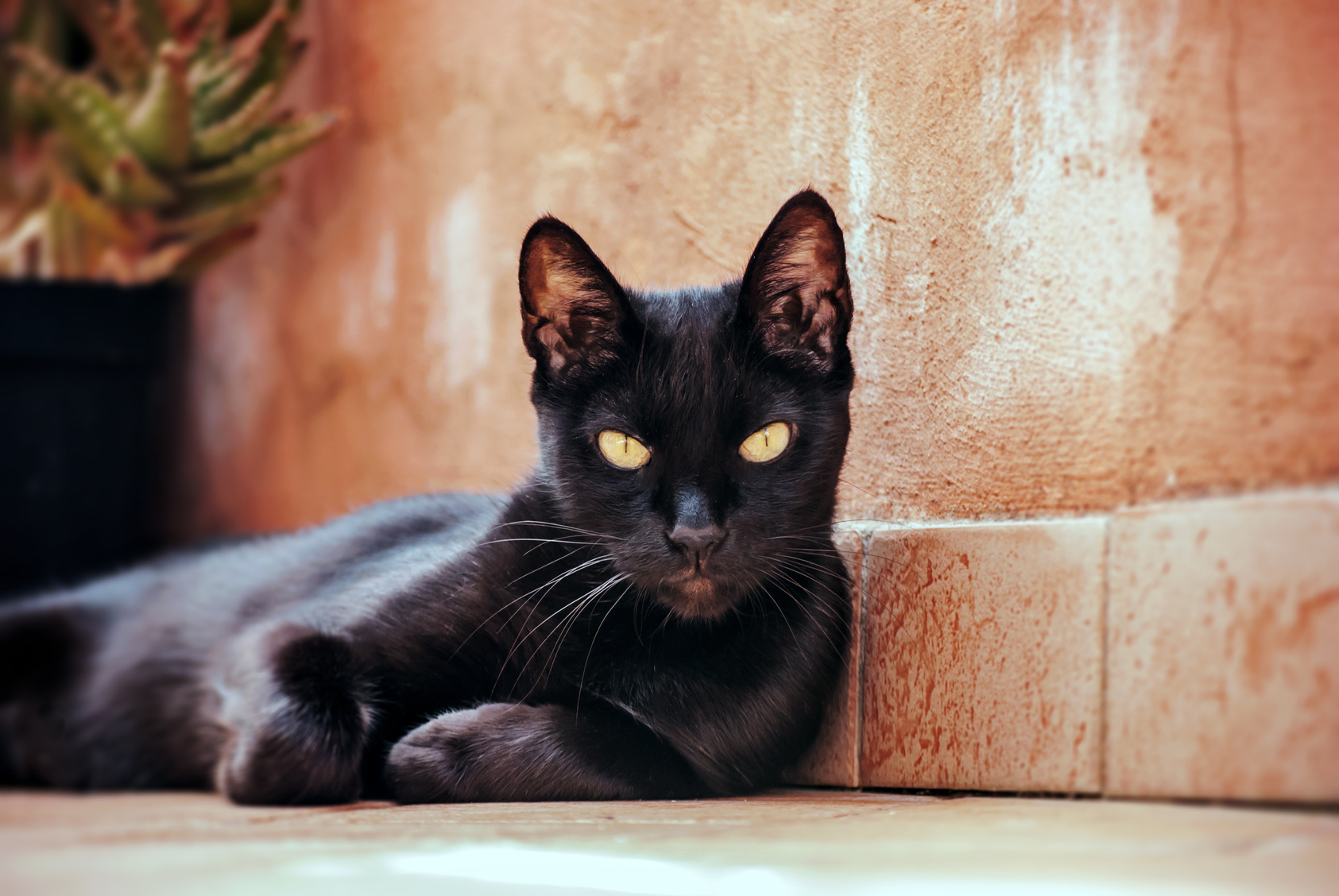 Gatto nero in terrazzo