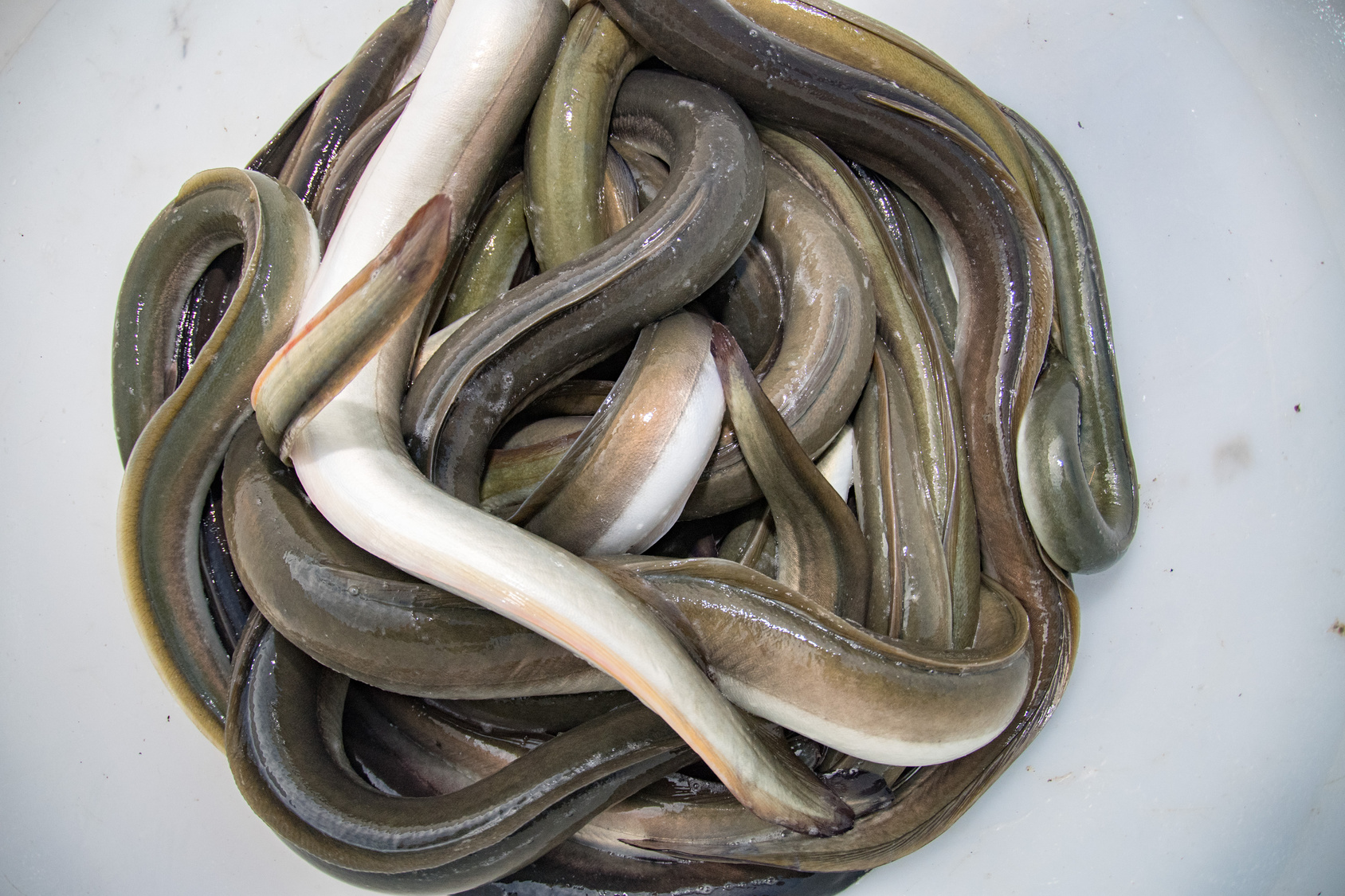 The traditional eel festival is takin place in Comacchio. Eel are fished in old way in the valley and ready to sell.