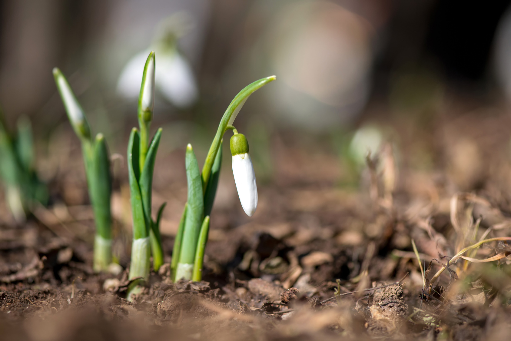 Spring snowdrop flowers blooming in sunny day - selective focus, copy space