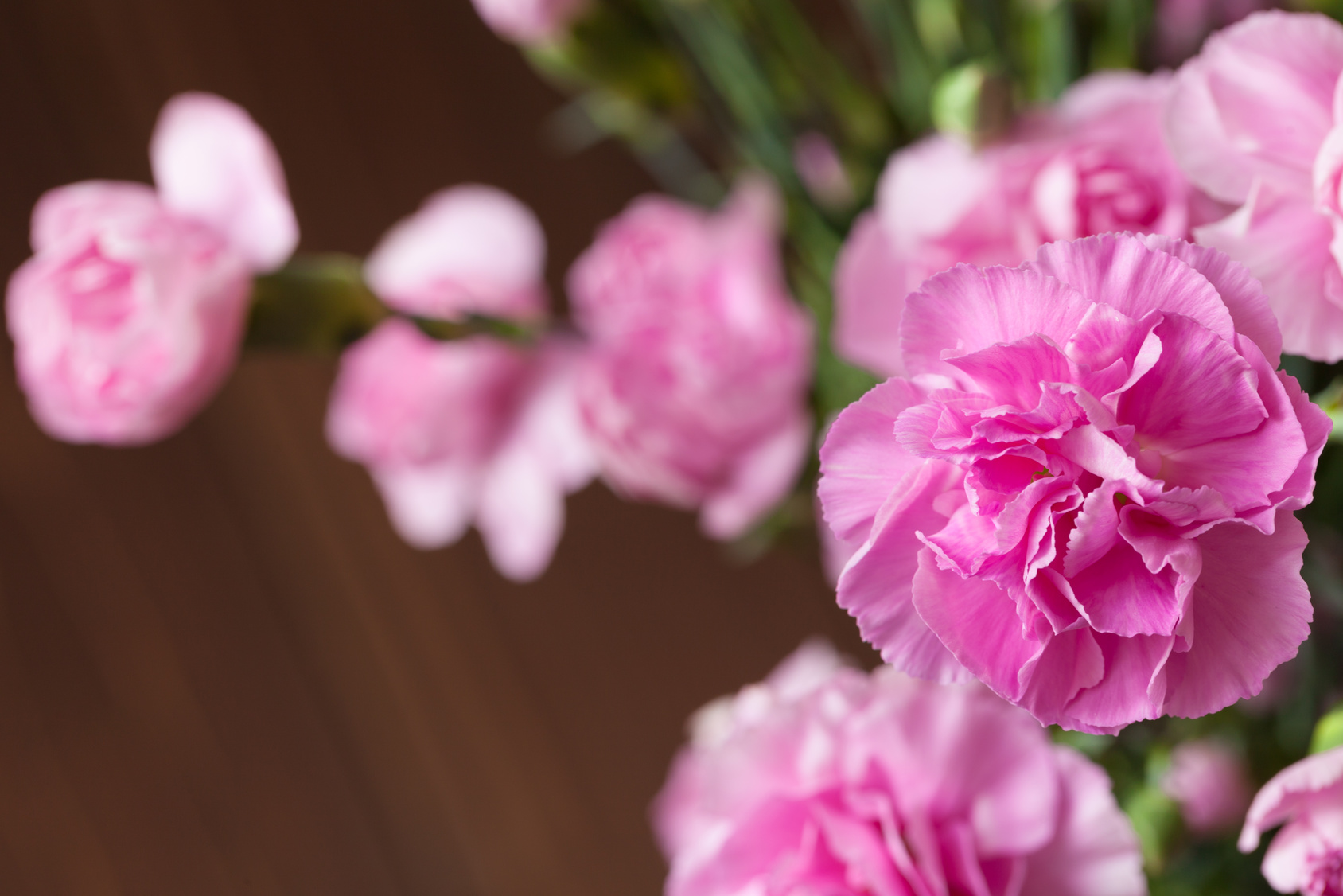 Pink carnations in the vase on the wooden table