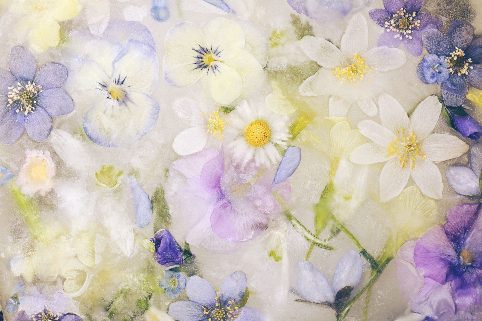 background of frozen spring flowers