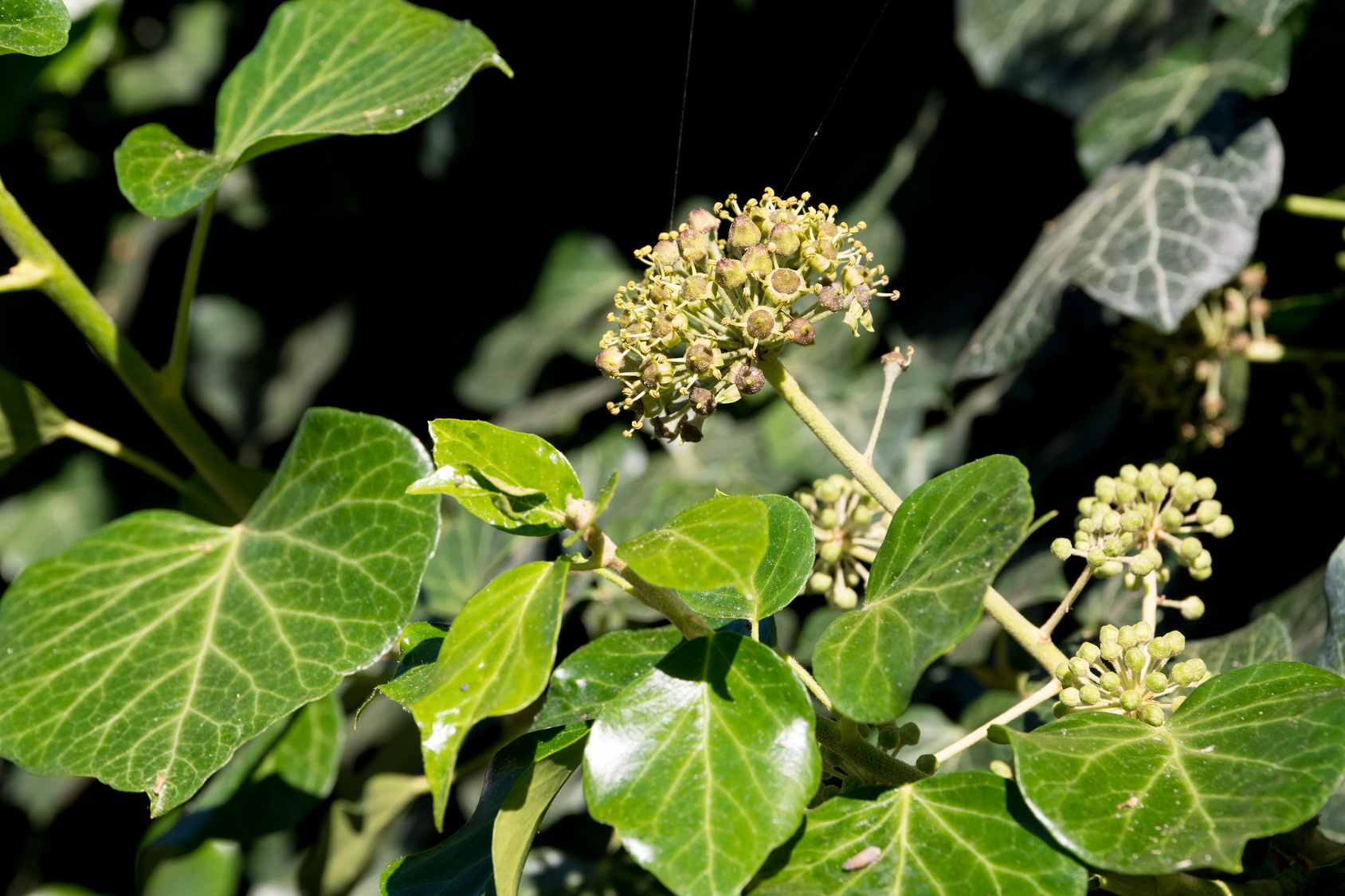 Common ivy (Hedera helix) in blossom, self climber with evergreen foliage and blooms