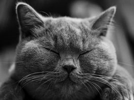 Najpopularniejsze rasy kotów